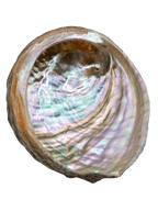 Abalone Shell -3"