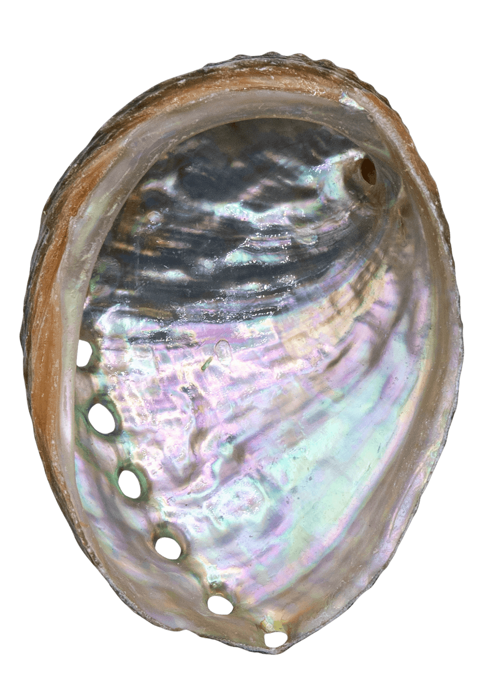 Abalone Shell -3"