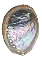 Abalone Shell -3"