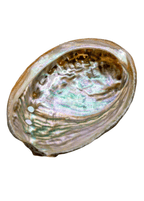 Abalone Shell -3"