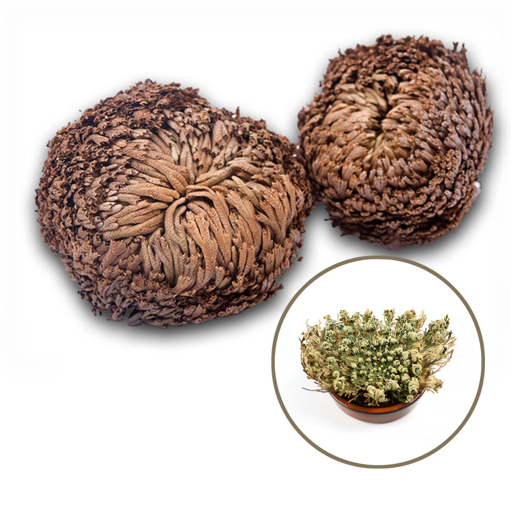 Jericho Flowers - Large