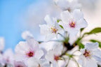 Japanese Cherry Blossom - REED DIFFUSER -- by Moon Water Apothecary!
