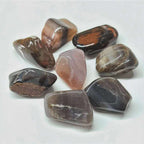 Petrified Wood Tumbled Stone