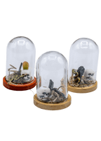 Vivianite Terrarium in Glass Dome